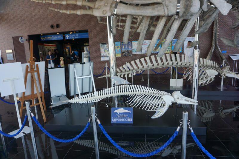 海响馆内的鲸鱼骨头标本