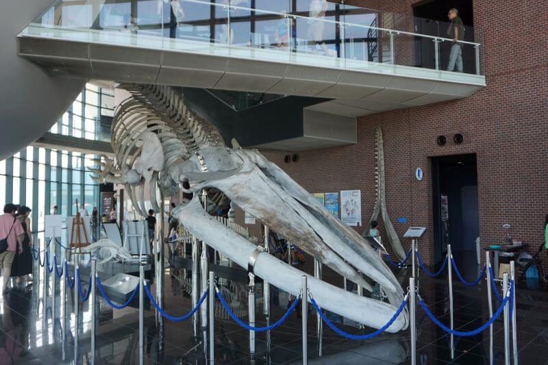海響館內的鯨魚骨頭標本