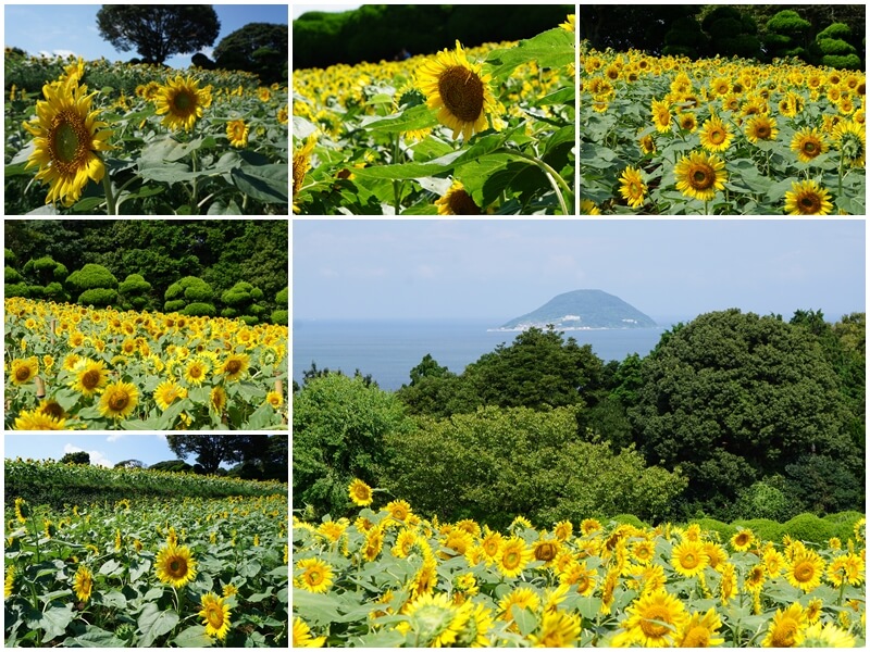 能古島海島公園的向日葵
