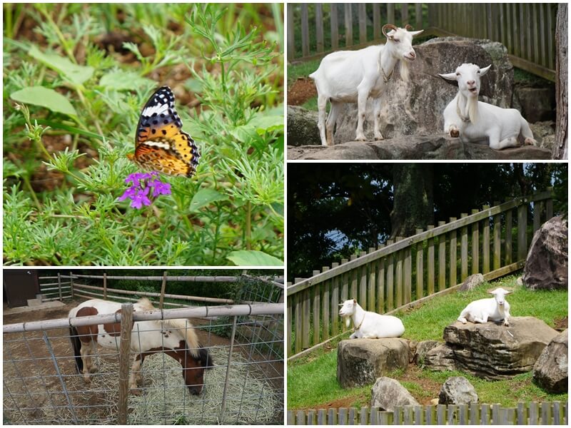 能古島海島公園的蝴蝶與山羊