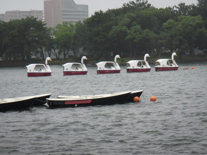 大濠公園的天鵝船