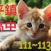 平鎮高中近3年錄取大學榜單統計分析